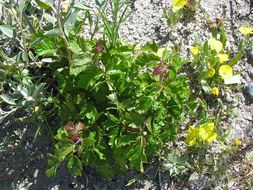 Image of Pacific poison oak