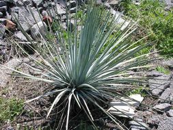 Image of chaparral yucca