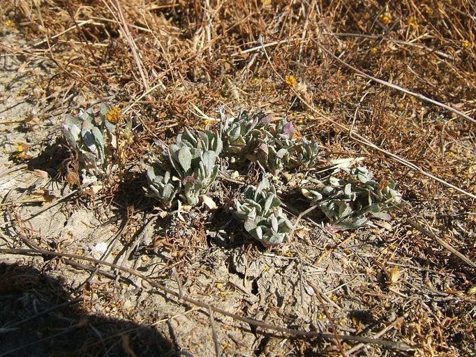 Imagem de Atriplex serenana var. davidsonii (Standl.) Munz