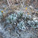 Imagem de Atriplex serenana var. davidsonii (Standl.) Munz