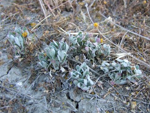 Image de Atriplex serenana var. davidsonii (Standl.) Munz