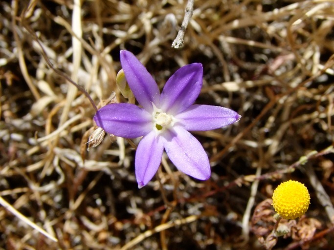 Image of threadleaf brodiaea