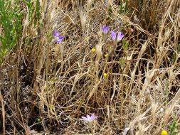 Image of threadleaf brodiaea