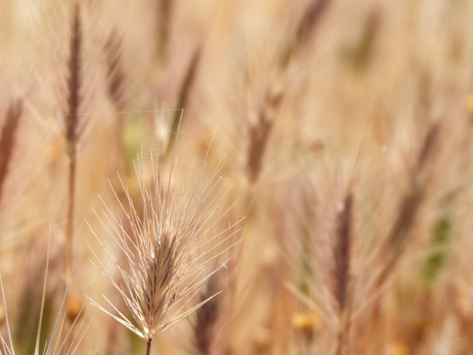 Image of seaside barley