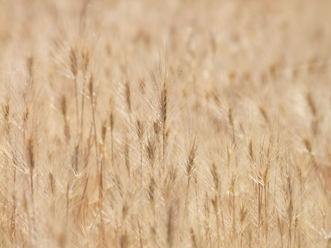 Image of seaside barley