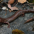 Image of Siskiyou Mountains salamander