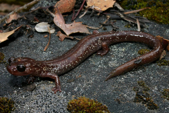 Image of Siskiyou Mountains salamander
