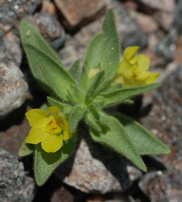 Image of <i>Mohavea breviflora</i>