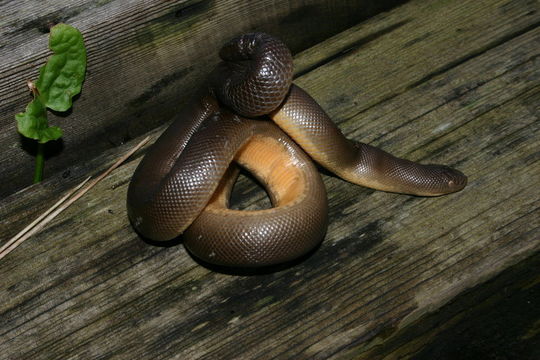 Image of Northern Rubber Boa