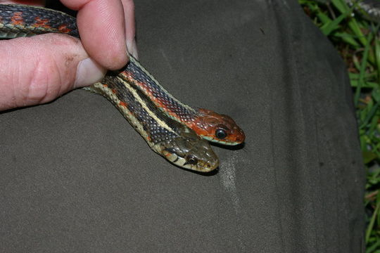 Sivun Thamnophis elegans (Baird & Girard 1853) kuva