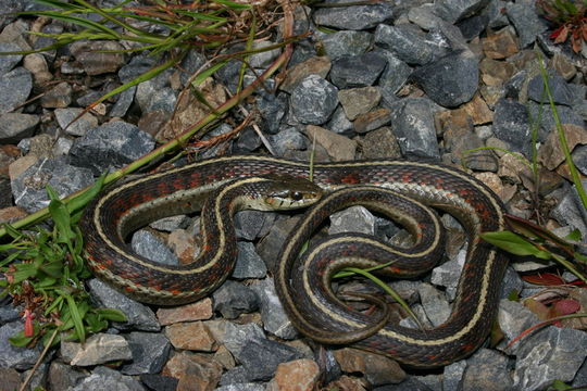 Image of Terrestrial (Wandering) Garter Snake