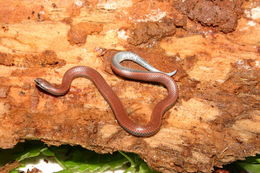 Image of Sharp-tailed Snake