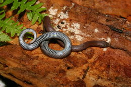 Image of Sharp-tailed Snake