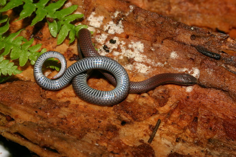 Image of Sharp-tailed Snake