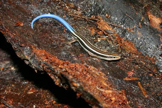 Image de Plestiodon skiltonianus Baird & Girard 1852