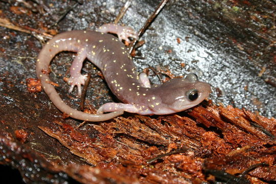 Image of Arboreal Salamander