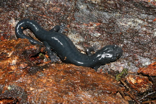 Image of Black Salamander