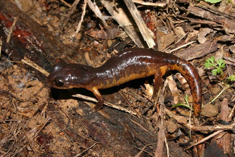 Image of Common Ensatina