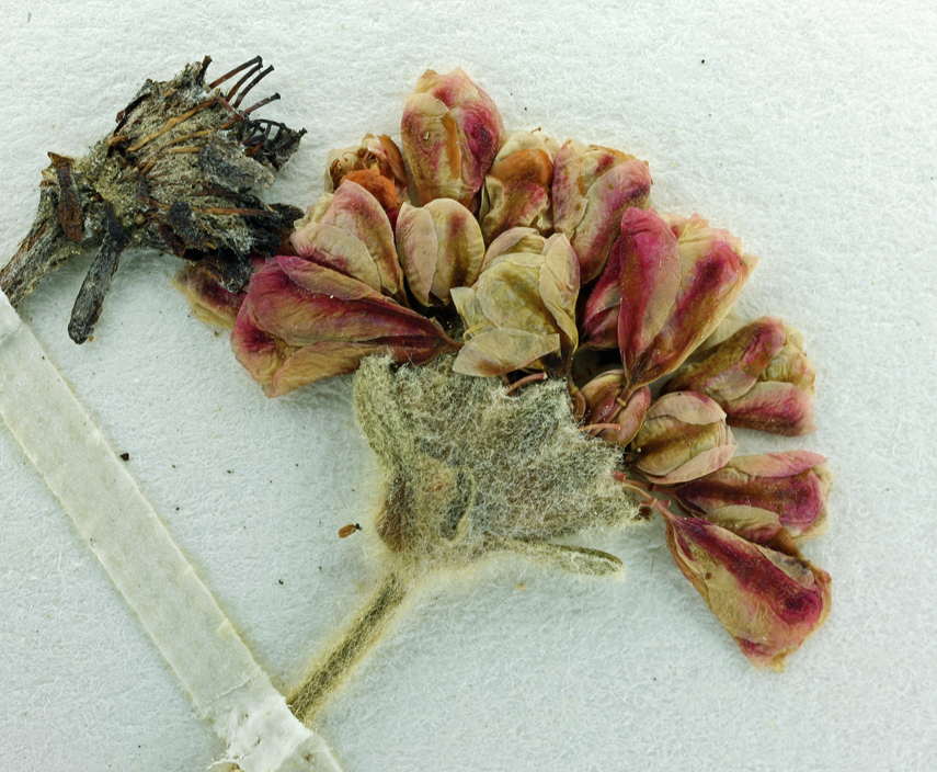 Image of foxtail buckwheat