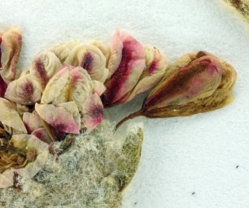 Image of foxtail buckwheat