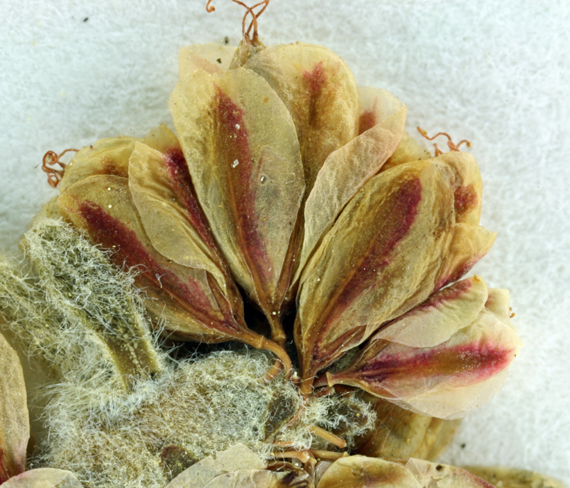 Image of foxtail buckwheat