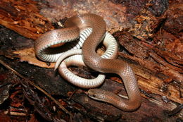 Image of Forest Sharp-tailed Snake