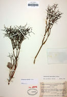 Image de Eriogonum rixfordii S. G. Stokes