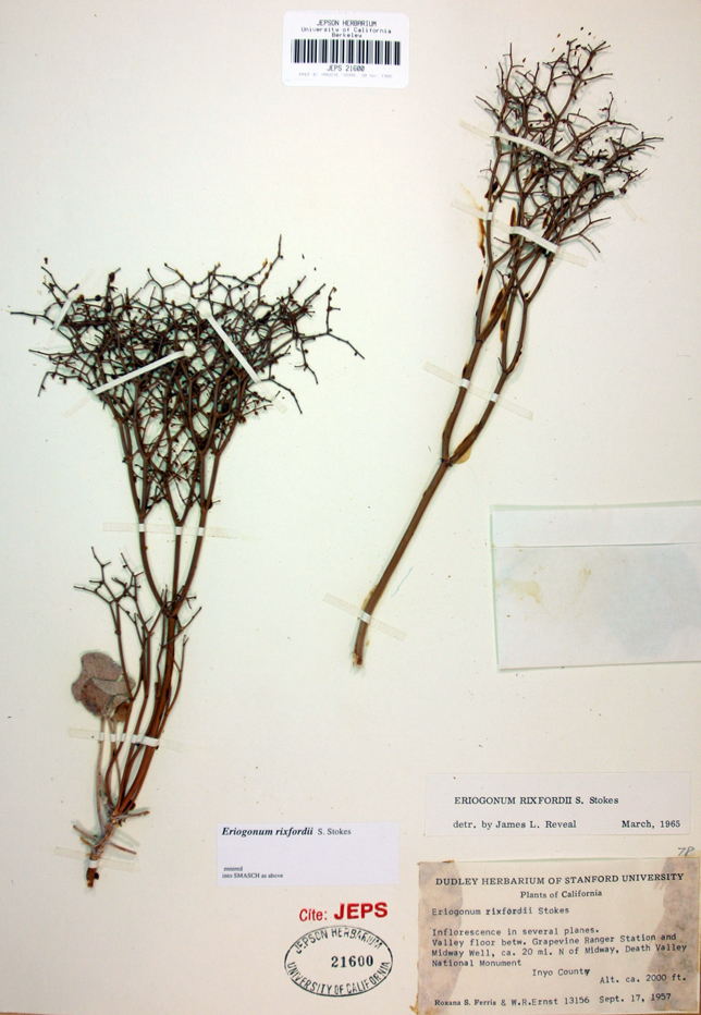 Image de Eriogonum rixfordii S. G. Stokes