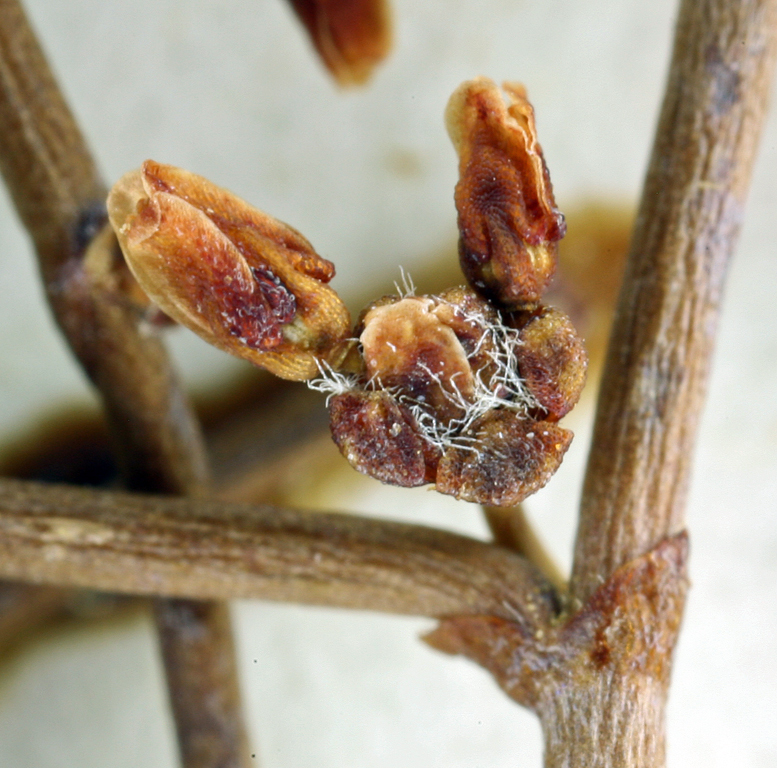 Image of pagoda buckwheat