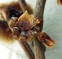 Image of pagoda buckwheat