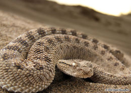 Image of Arabian Horned Viper