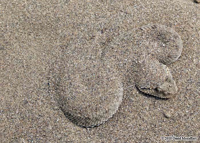 Image of Arabian Horned Viper