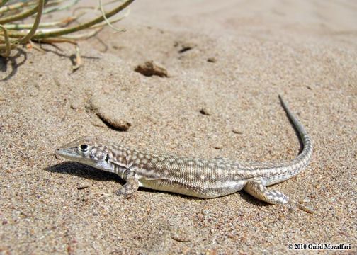 Image of Schmidt's Fringe-toed Lizard