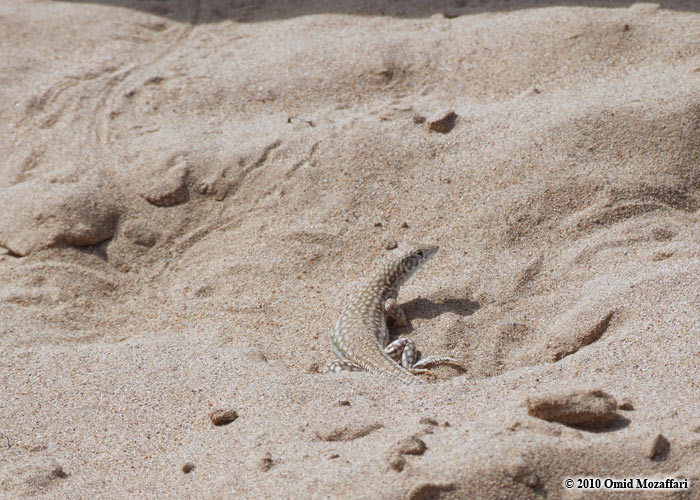 Image of Schmidt's Fringe-toed Lizard