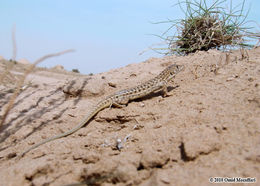 Image of Giant Fringe-fingered Lizard