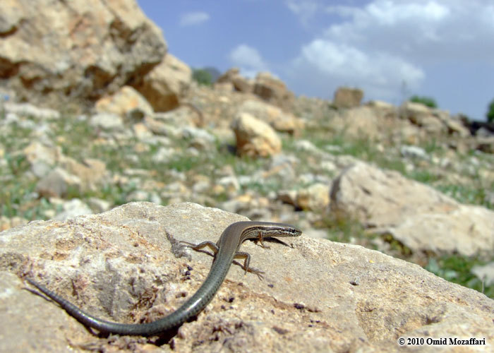 Image of Asian snake-eyed skink