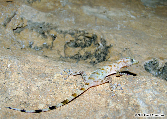 Image of Leaf-toed Gecko