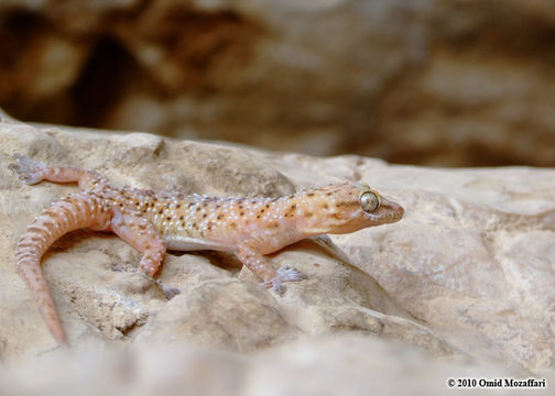 Image of Persia Leaf-toed Gecko