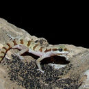 Sivun Microgecko persicus bakhtiari Minton et al. 1970 kuva