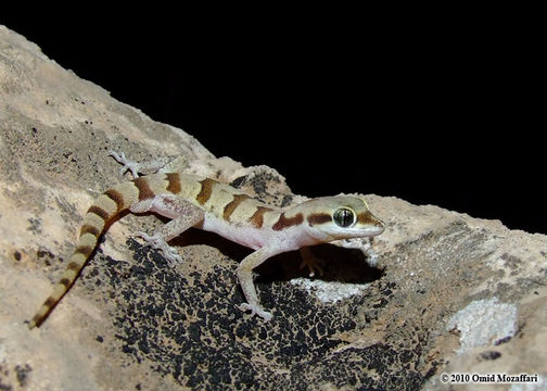 Image of Persia Sand Gecko