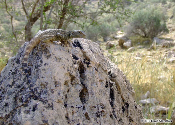 Image of Caucasian Agama