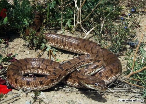 Imagem de Spalerosophis microlepis Jan 1865