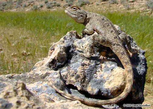 Image of Brilliant ground agama