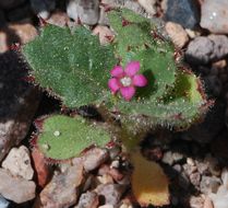 Image of <i>Gilia <i>latifolia</i></i> ssp. latifolia