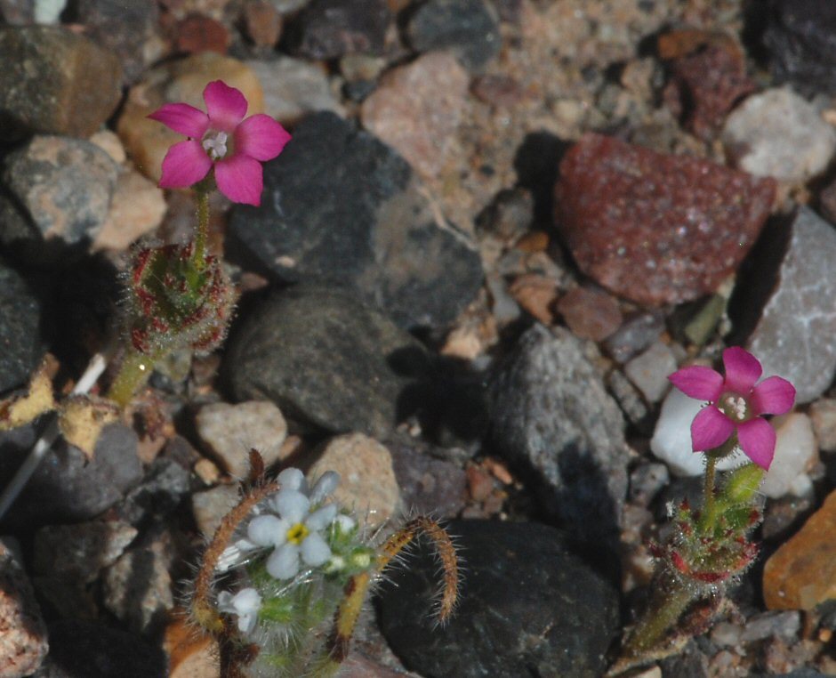 Image of <i>Gilia <i>latifolia</i></i> ssp. latifolia