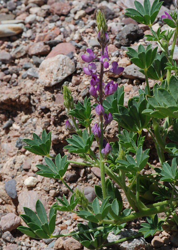 Imagem de Lupinus arizonicus (S. Watson) S. Watson