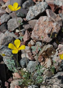 Imagem de Eschscholzia glyptosperma Greene