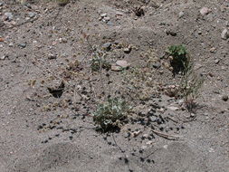 Image of hoary buckwheat