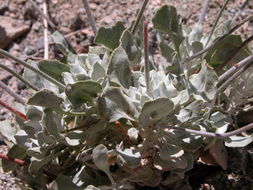 Image of hoary buckwheat