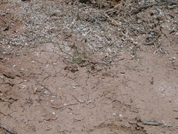 Image of Pahrump Valley buckwheat